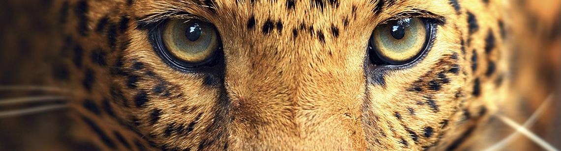 Godt å vite om safari i Afrika