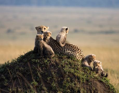 Gepard familie slapper af i Masai Mara, Kenya africa tours