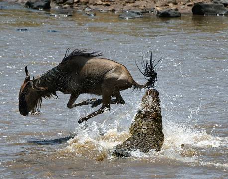 Gnu krydser en flod i Masai Mara, Kenya africa tours