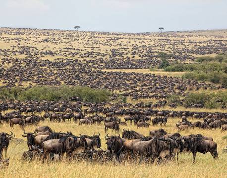 Savannen i Masai Mara fyld med gnuer kenya africa tours