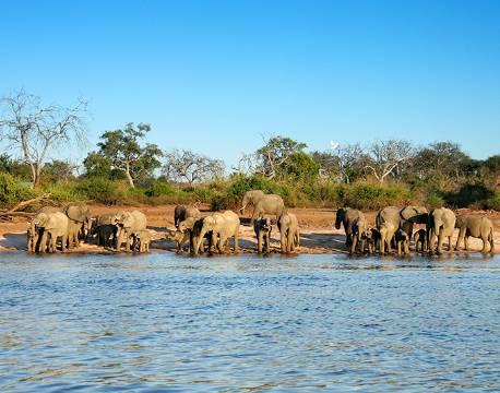 Elefanter i Okavango Deltaet botswana africa tours