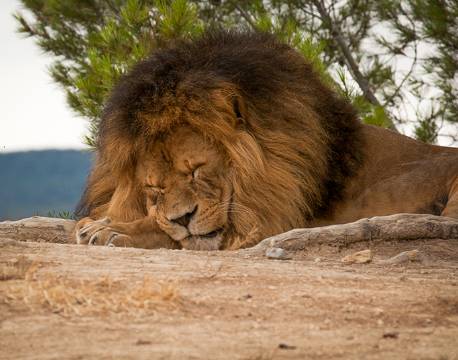 Sovende løve, Okavango Deltaet, Botswana africa tours