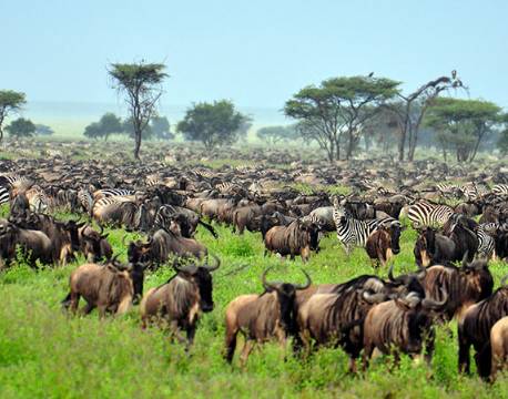 Serengeti Tanzania africa tours