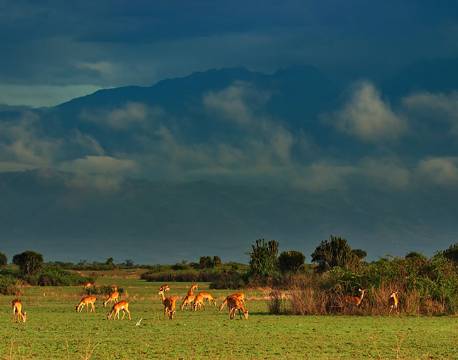 Antiloper, Queen Elizabeth N.P, Uganda africa tours