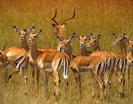 Lake Mburu Uganda africa tours