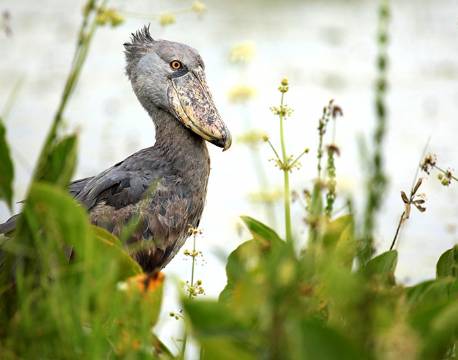 Træskonæb, fugl, Murchisons Falls, Uganda africa tours