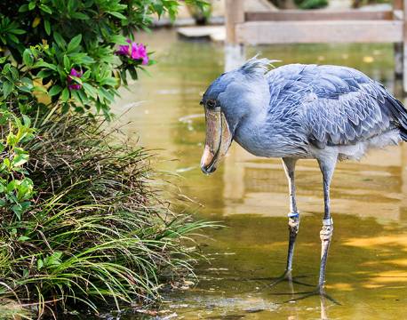 træskonæb, fugl, Murchisons Falls, Uganda africa tours