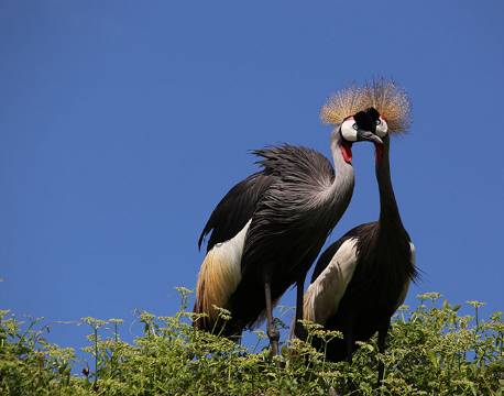 Krontraner, Ugandas nationalfulgt, Murchisons Falls, Uganda africa tours
