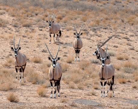 Kgalagadi Transfrontier Park sydafrika africa tours