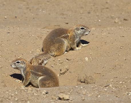 Kgalagadi Transfrontier Park sydafrika africa tours