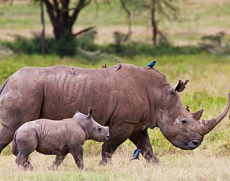 Lake Nakuru kenya africa tours