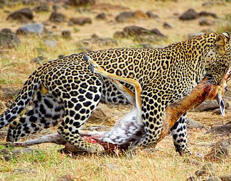 Mara North Conservancy kenya africa tours