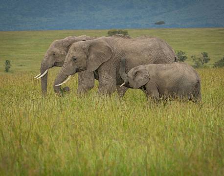 Mara North Conservancy kenya africa tours