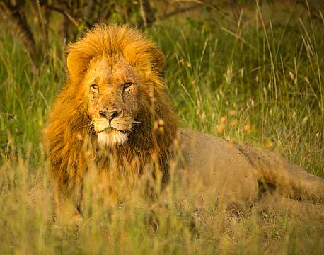 Mara North Conservancy kenya africa tours