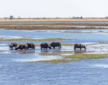 Bøfler, Chobe, Botswana africa tours