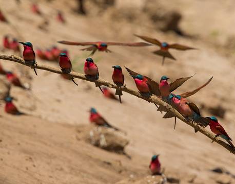 Karminbiædere, fugl, Chobe, Botswana africa tours
