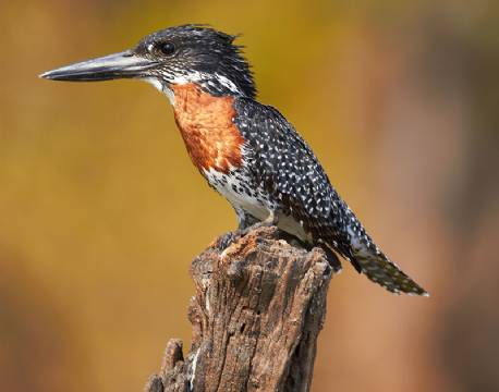Giant Kingfisher fugl, Chobe, Botswana africa tours