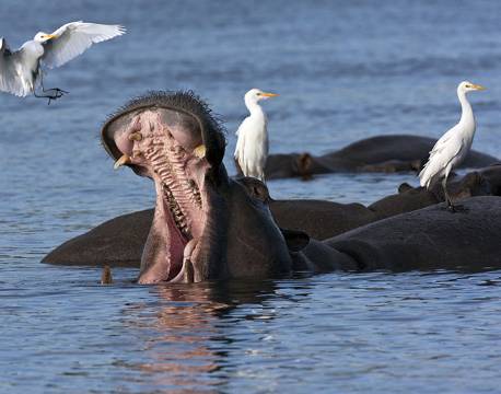 Flodhest, Chobe River, Botswana africa tours