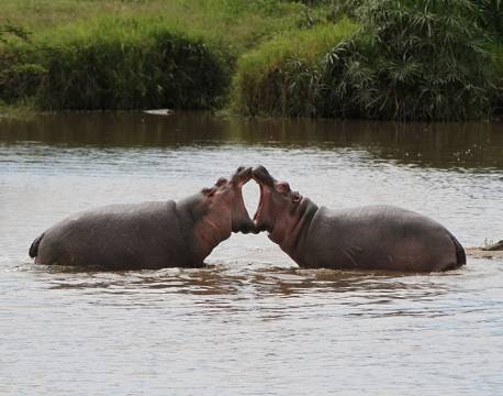 Flodheste, Okavango Floden, Botswana africa tours