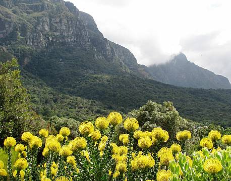 Cape Town Sydafrika africa tours