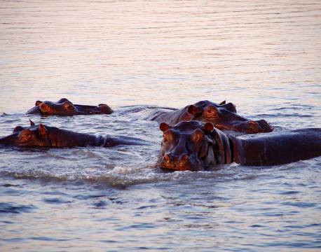 Flodheste, Okavango Floden, Botswana africa tours