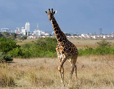 Nairobi National Park kenya africa tours