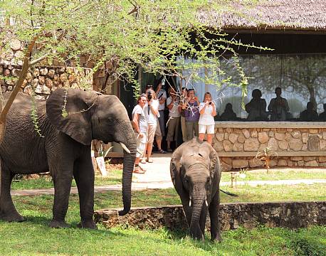 Tarangire Safari Lodge, Tarangire, Tanzania 12 africa tours