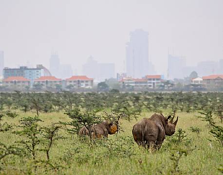 Nairobi National Park og Nairobis skyline africa tours