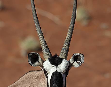 Oryx, Ørken, Namibia africa tours