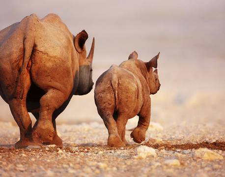 Næsehorn, Etosha, Namibia africa tours