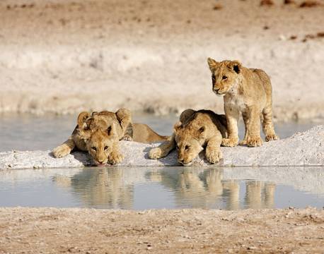 Løve, Etosha, Namibia africa tours