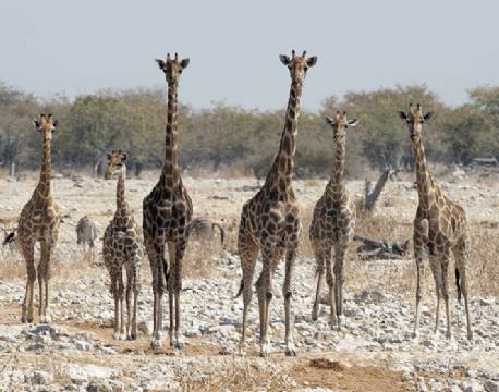 Giraf, Etosha, Namibia africa tours
