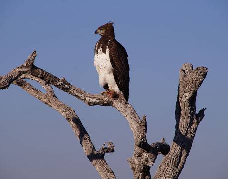 Martial Eagle, Ørn, Etosha, Namibia africa tours