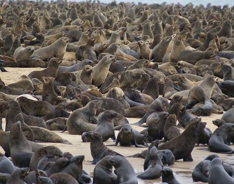 Sæler, Walvis Bay, Namibia africa tours
