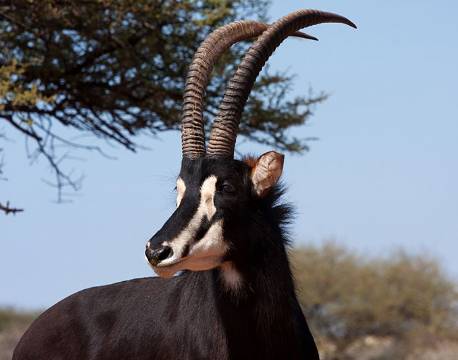 Sabel antilope, Hwange, Zimbabwe africa tours