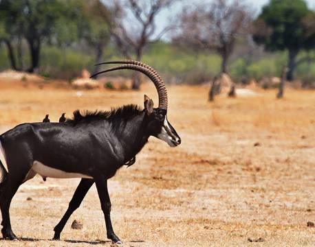 Sabel antilope, Hwange, Zimbabwe africa tours