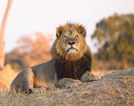 Løve, Hwange National Park, Zimbabwe africa tours