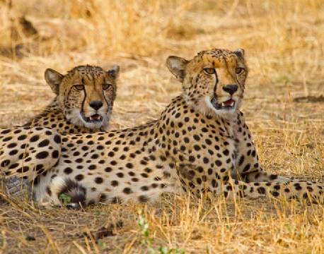 geparder, Hwange N.P, Zimbabwe africa tours