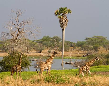 Nyerere vildreservat tanzania africa tours