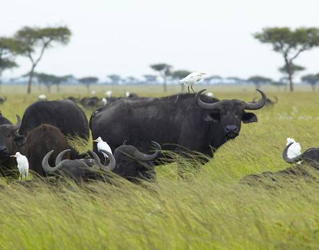 Tsavo Kenya africa tours