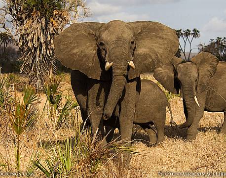 Nyerere vildreservat tanzania africa tours