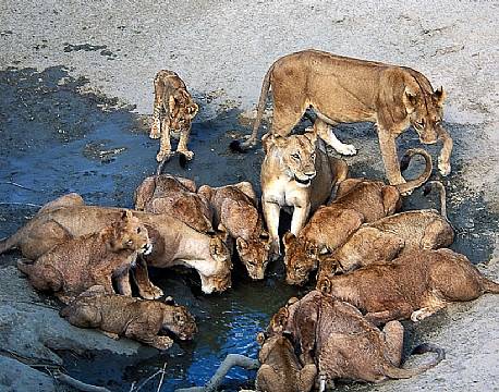 Ruaha N.P tanzania sydafrika  africa tours