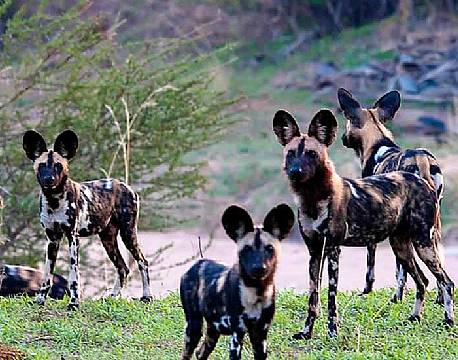 Ruaha N.P tanzania sydafrika africa tours
