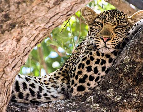 Ruaha N.P tanzania sydafrika africa tours