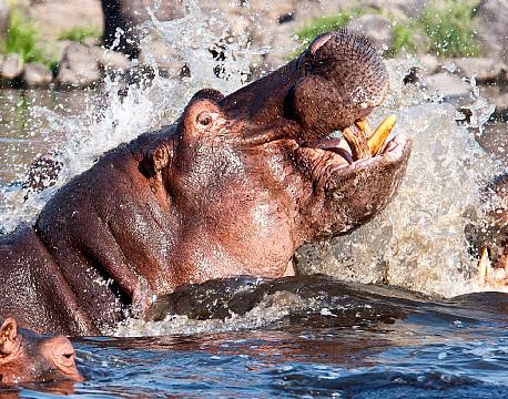 Ruaha N.P tanzania sydafrika africa tours