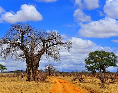 Ruaha N.P tanzania sydafrika africa tours