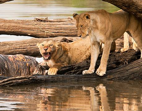 Ruaha N.P tanzania sydafrika africa tours