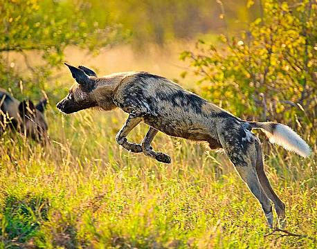 Klaserie Naturreservat sydafrika africa tours