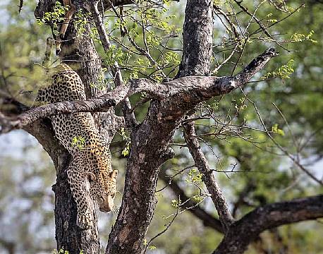 Klaserie Naturreservat sydafrika africa tours