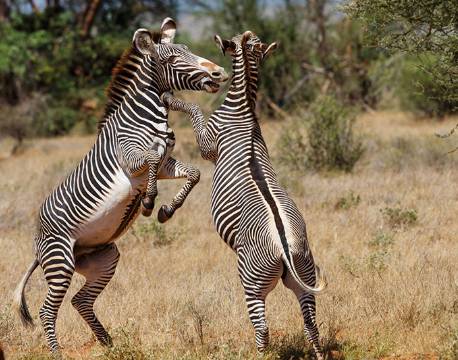 Samburu kenya africa tours